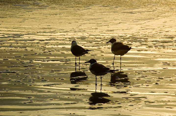 Jacksonville Beach, Florida - Seagulls