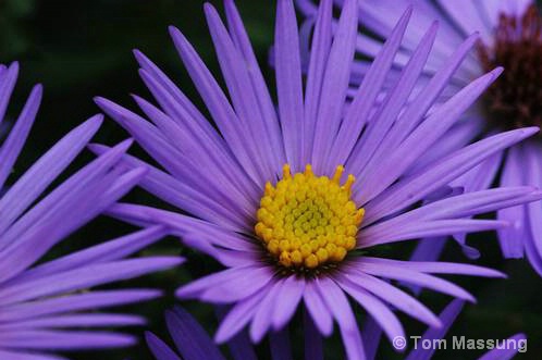 Blue Asters