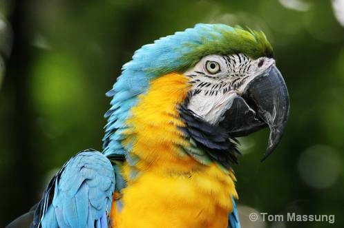 Blue Gold Macaw Looking Pretty
