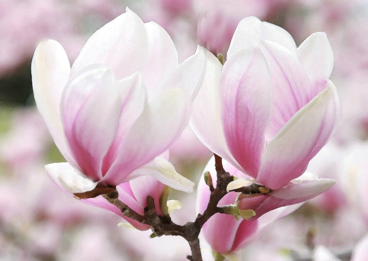 Magnolia Tree Blooms