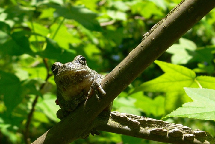 Grey Tree Frog