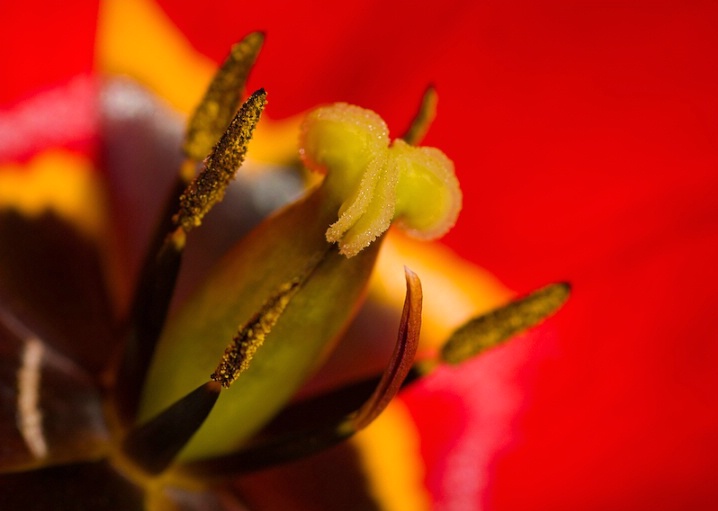 <b>Tulip Furnace 1</b>