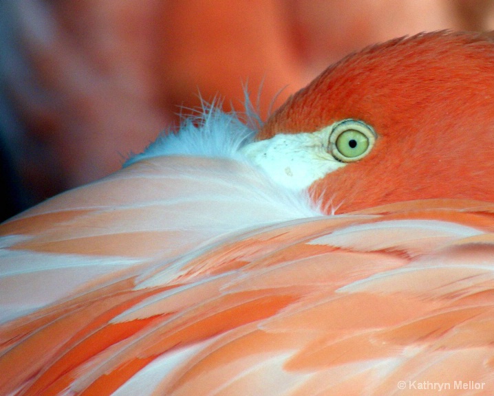 Flamingo: A birdseye view