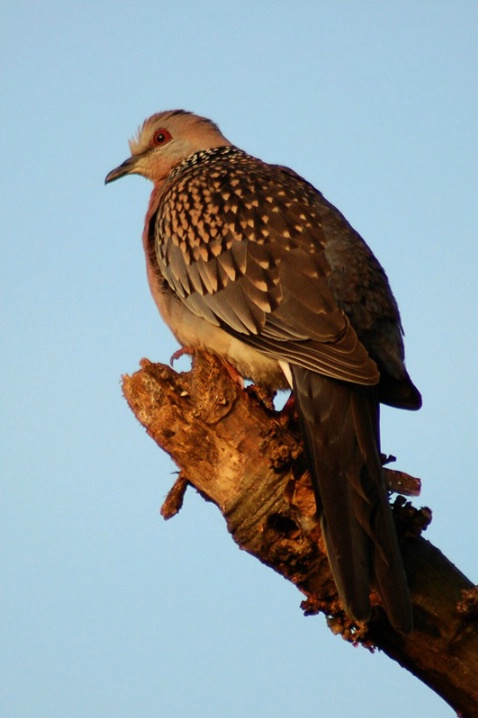 Spotted Dove - ID: 6135264 © VISHVAJIT JUIKAR