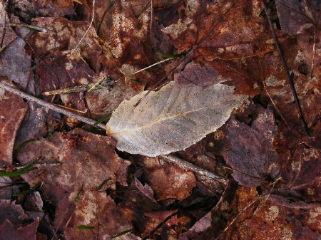 Lace Leaf