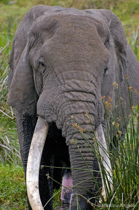 Ngorongoro Crater , Elephant