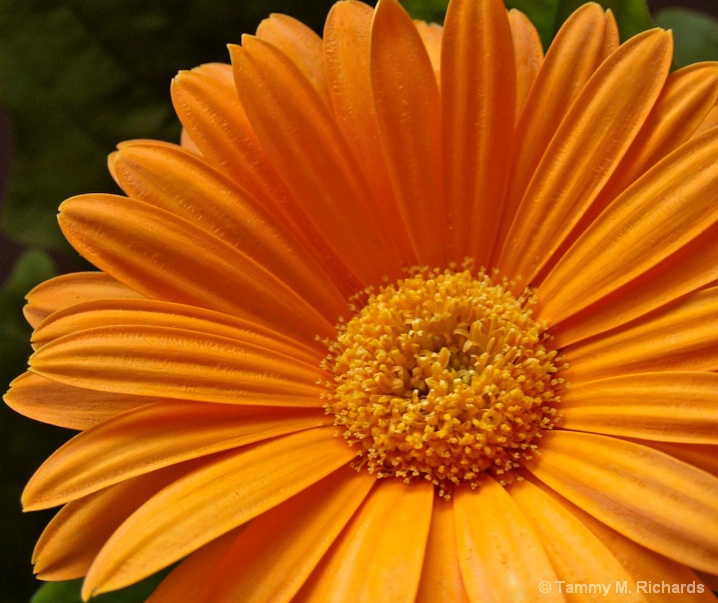 Orange Gerbera Daisy 2