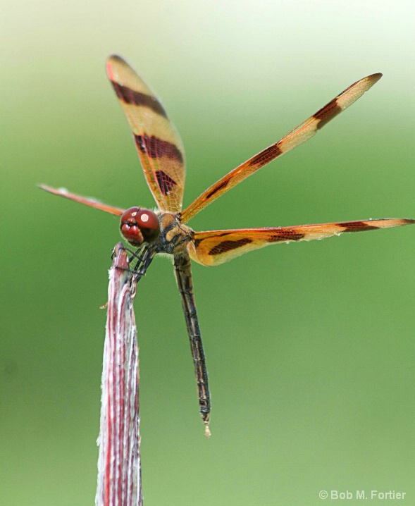 Dragon Fly     Wide Open