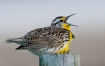 Singing