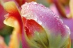 Morning Dew