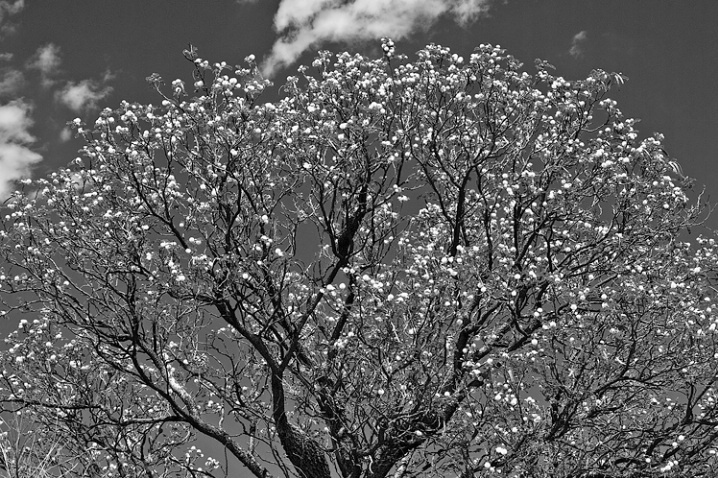 Huisache Tree, US 385 - ID: 6137636 © george w. sharpton