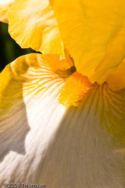 Arlington:  Yellow Iris