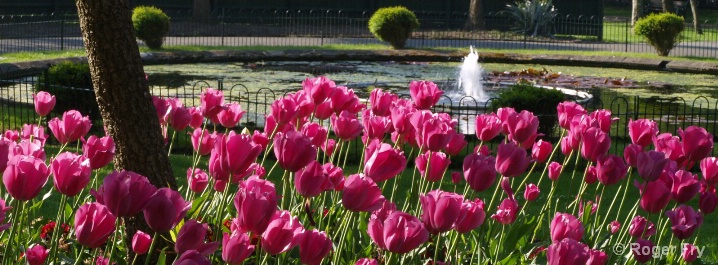 Tulip Panorama