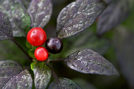 Dew Berries