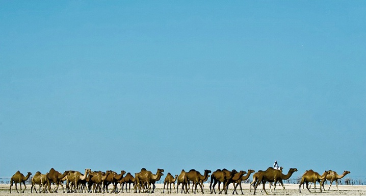 Camels