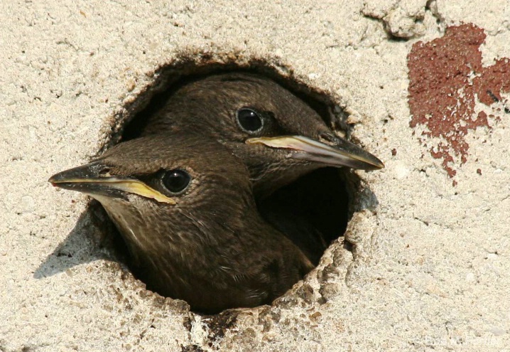 Young  Purple Martins