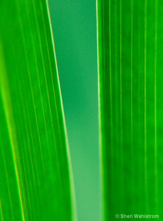 leafy_abstract