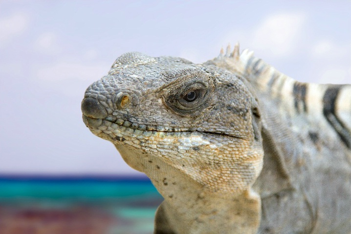 Iguana - Blackbird Cate, Belize