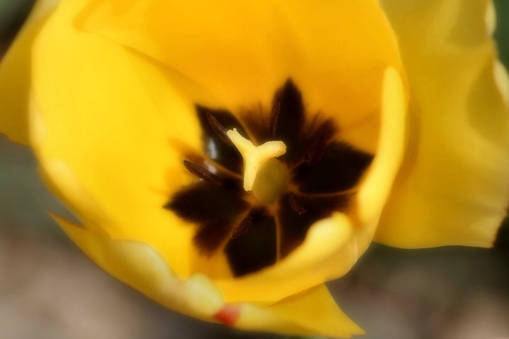 Soft Tulip