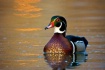 Wood Duck at Suns...