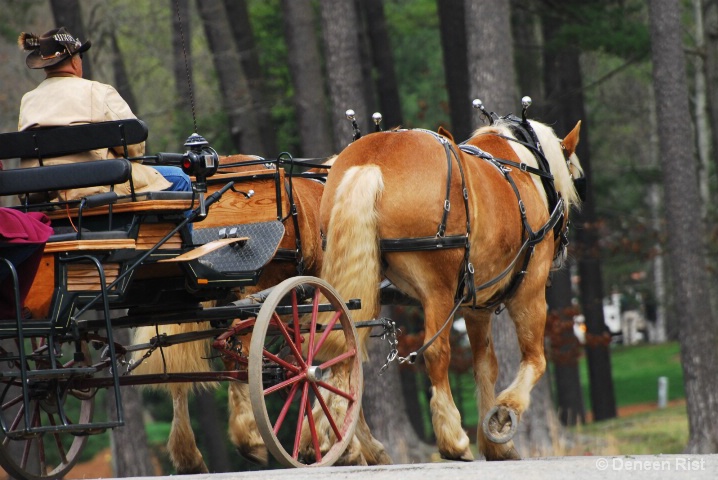 Carriage Ride