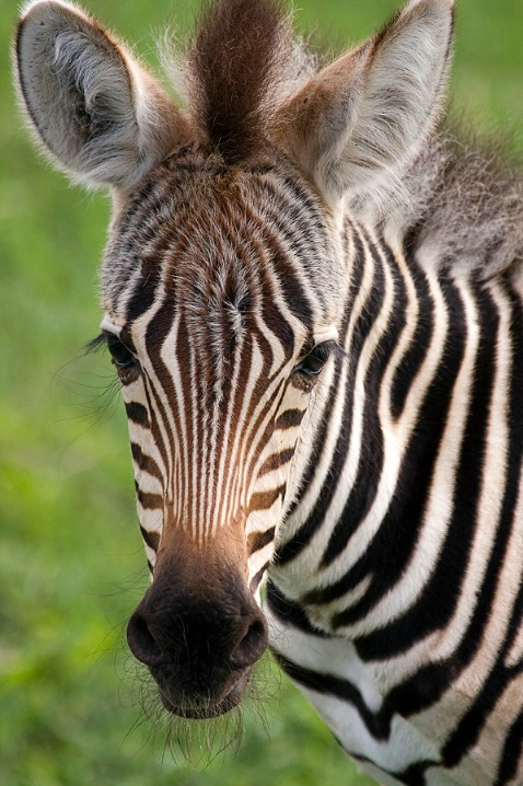 Face of a Foal