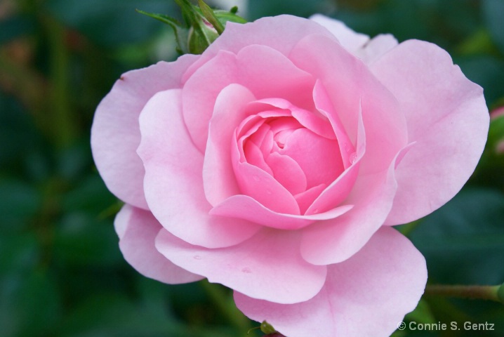 Baby Pink Rose