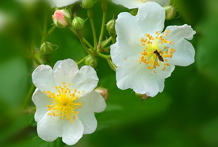 Wild Rose - ID: 6152268 © Donald R. Curry