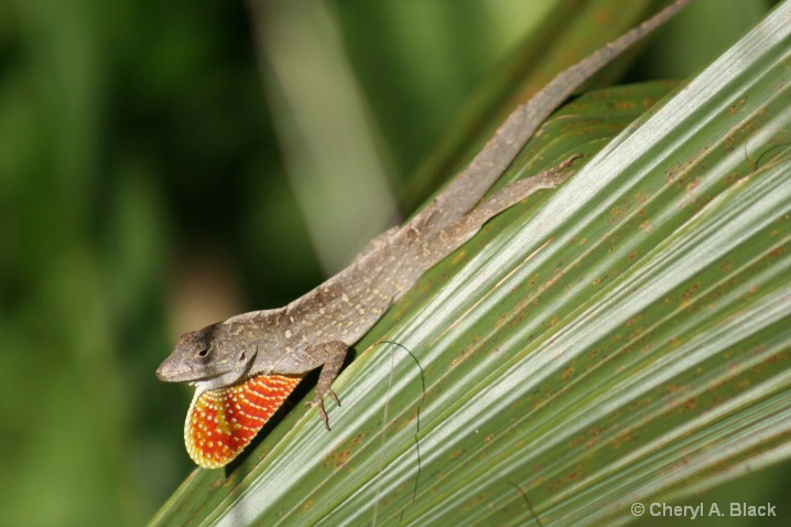 Bearded Gecko