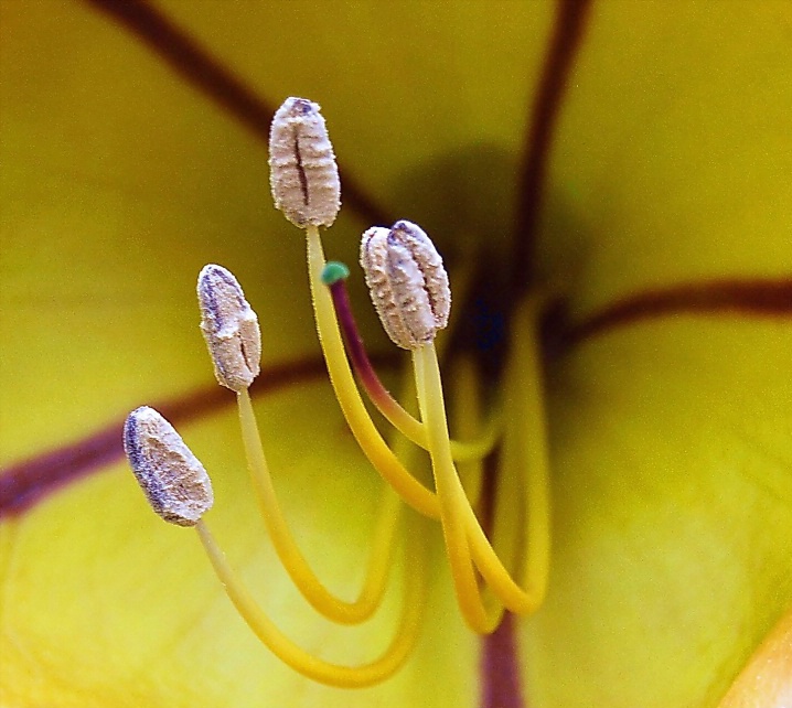 Stamens Detail