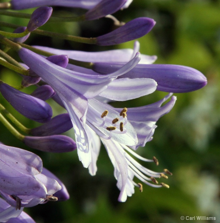 Purple Flowers Two