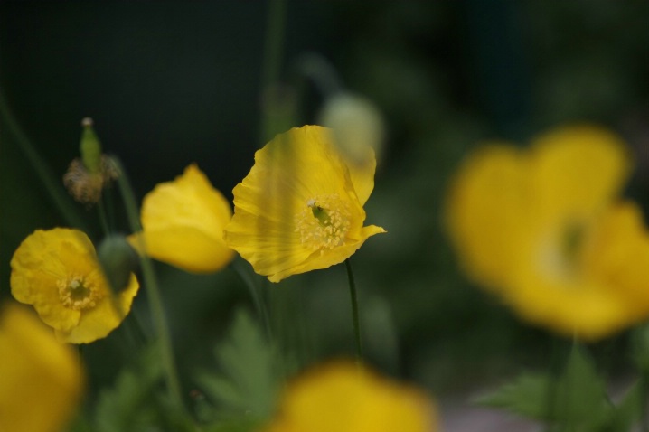 Welsh Poppies
