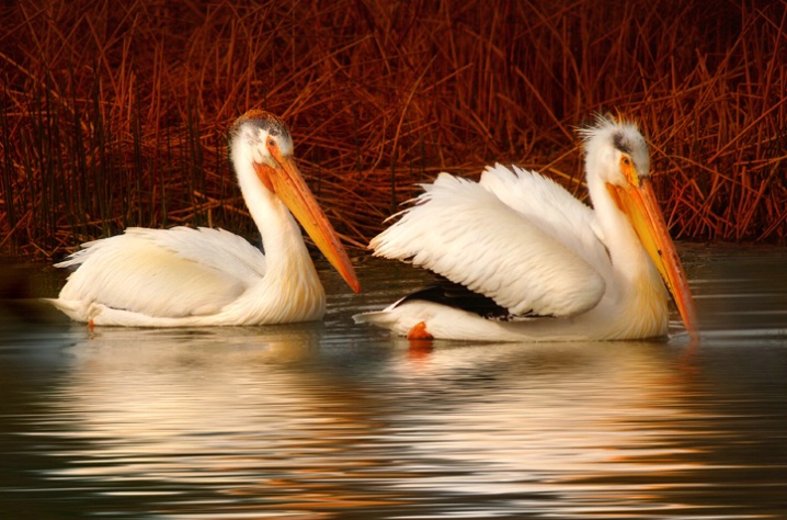 ~ Pelicans in Profile ~