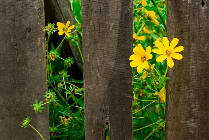 Wildflowers and Old Gate