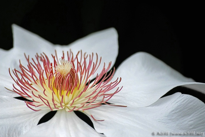 Clematis