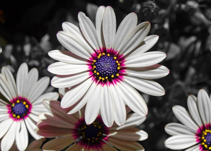 Colorful daisy