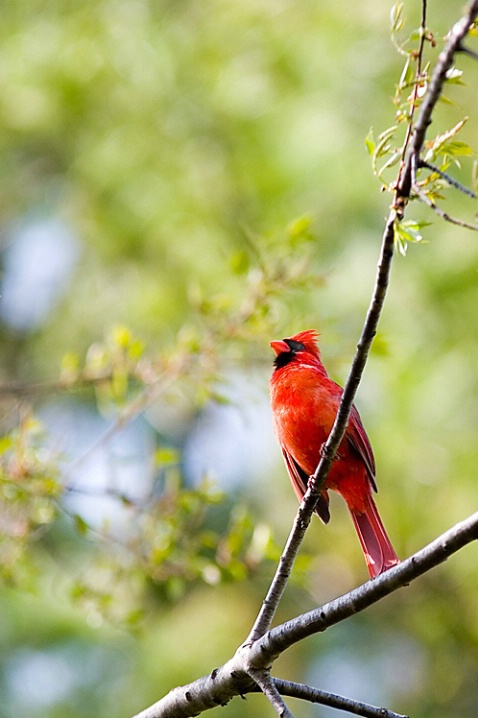 Cardinal in Spring