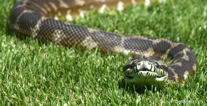 Snake in the Grass-1