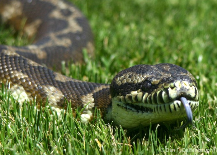 Snake in the Grass-2