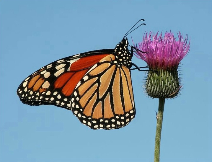 Mother's Day Monarch