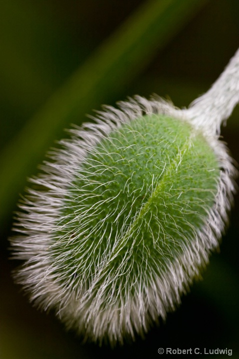 Bowing Oriental Poppy Bud Diffused Light
