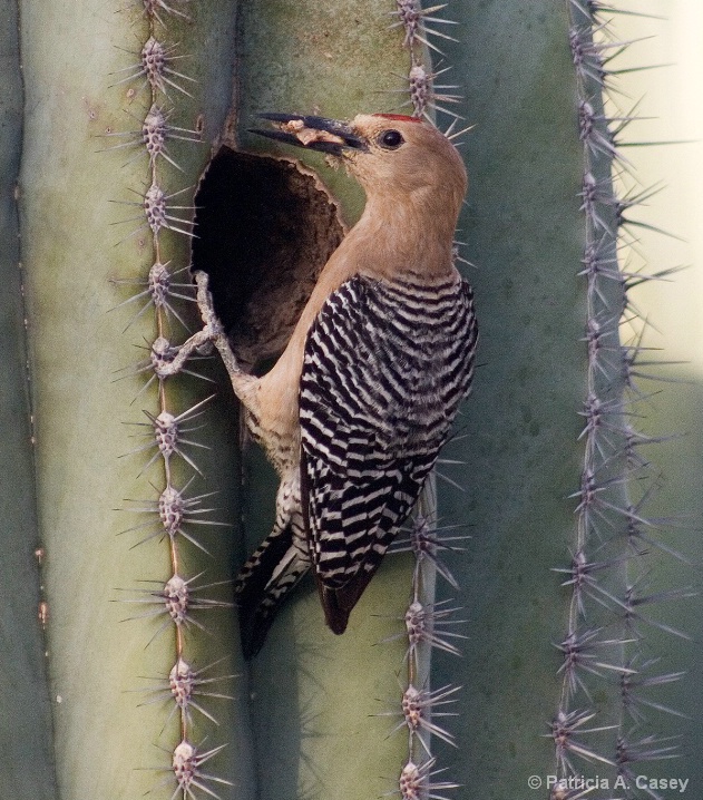 Gila Woodpecker - ID: 6166046 © Patricia A. Casey