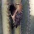 © Patricia A. Casey PhotoID # 6166046: Gila Woodpecker