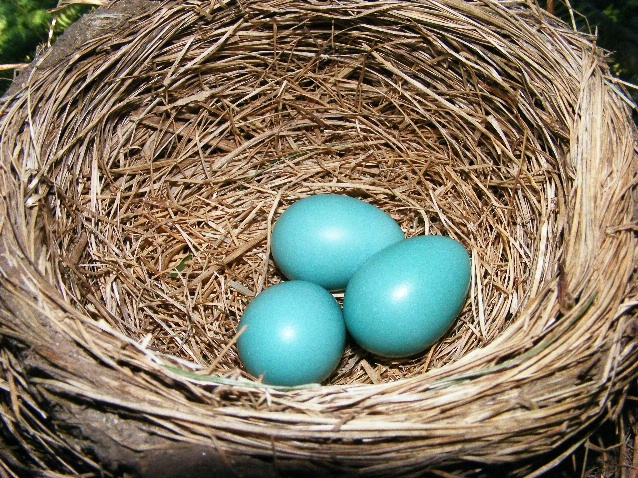 Robins Egg