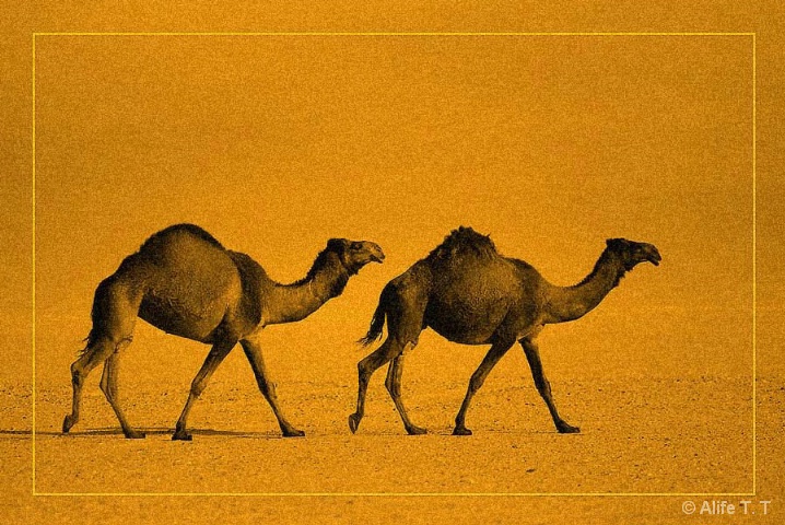 coupel_camel