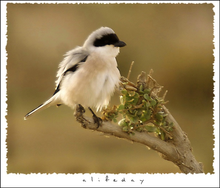 Grey shrike