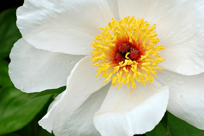 Peony Blossom