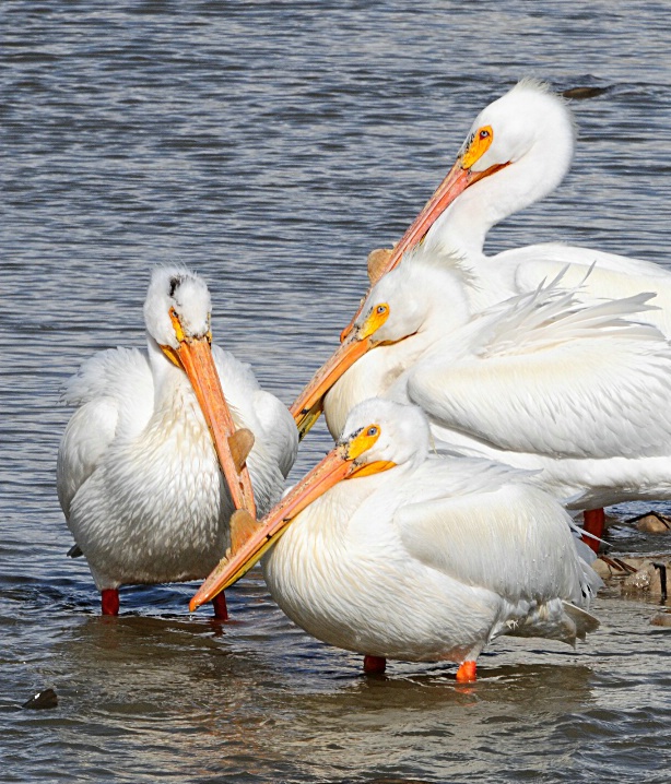 pelicans 2