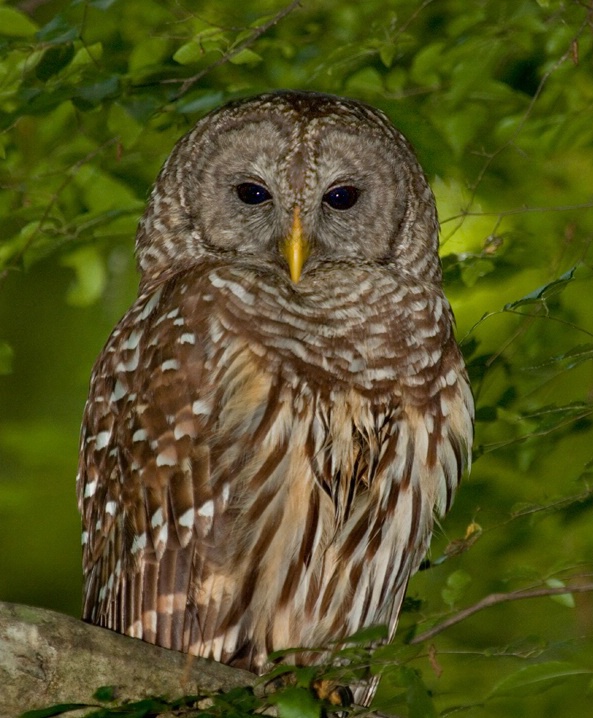 Barred owl - ID: 6170949 © Michael Cenci