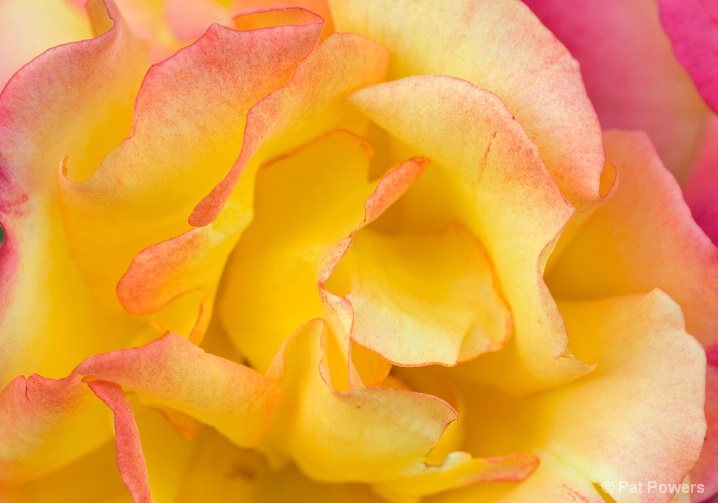 Grandiflora Rose - ID: 6171683 © Pat Powers